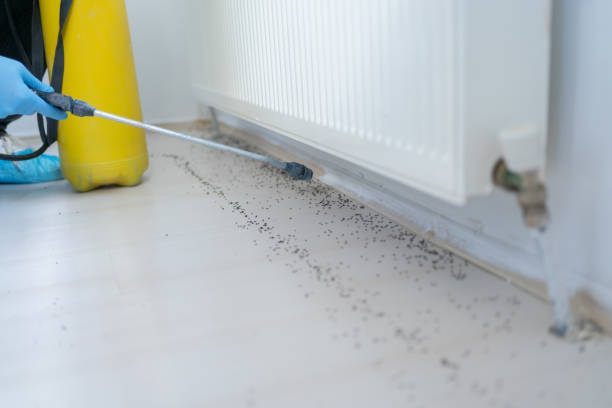 Wasp Removal Services in Warren, OH